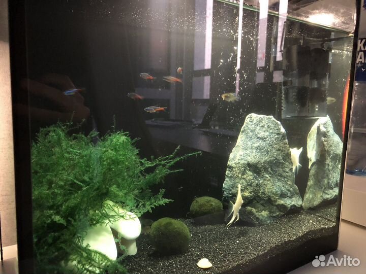 Аквариум с рыбками