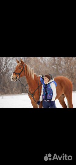 Тракененская лошадь (мерин )