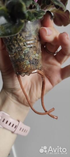 Домашние растения