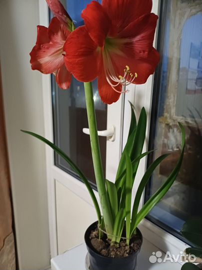 Гиппиаструм