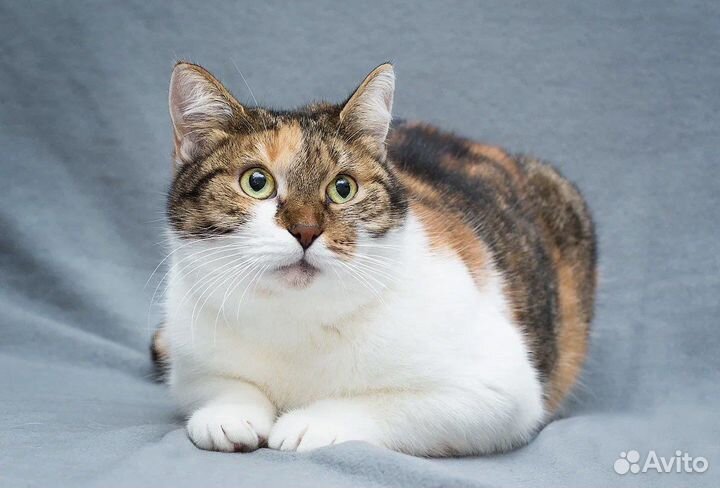 Кошка Щечка пушистые щечки в дар