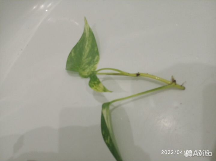 Сциндапсус