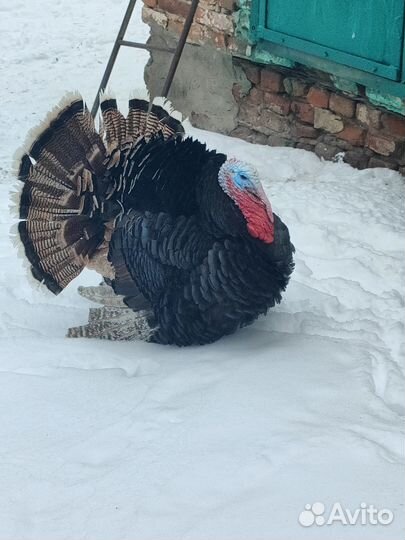 Индюки домашние