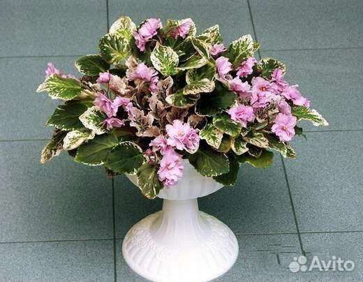 Стартёрчики сортовых фиалок