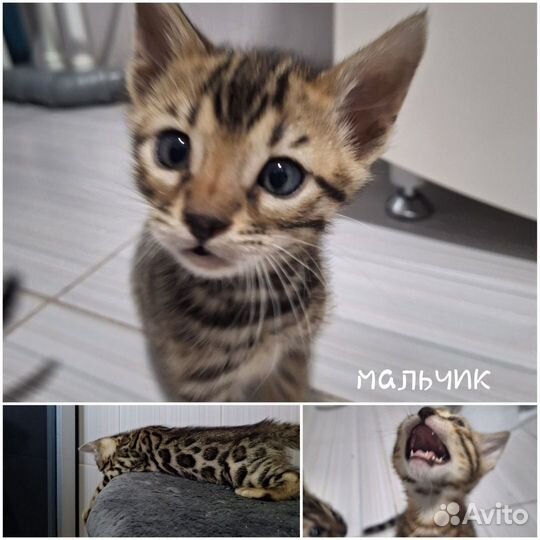 Бенгальские котята