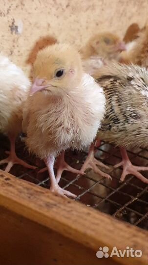 Перепелиные яйца