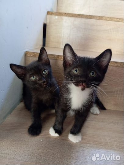 Котята сфинкс Браш