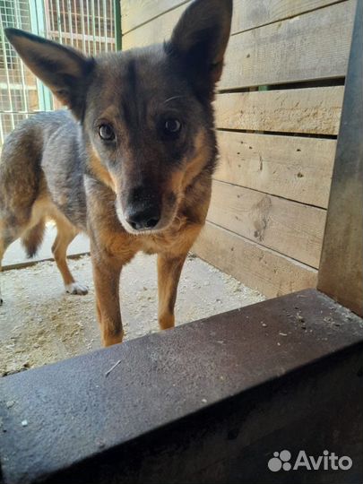 Собака в добрые руки, Рада