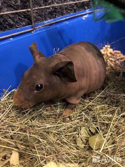 Морская свинка скинни