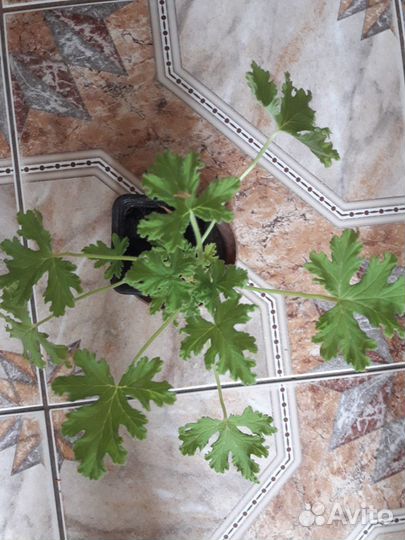 Герань душистая лечебная