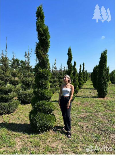 Туя спираль напрямую из питомника