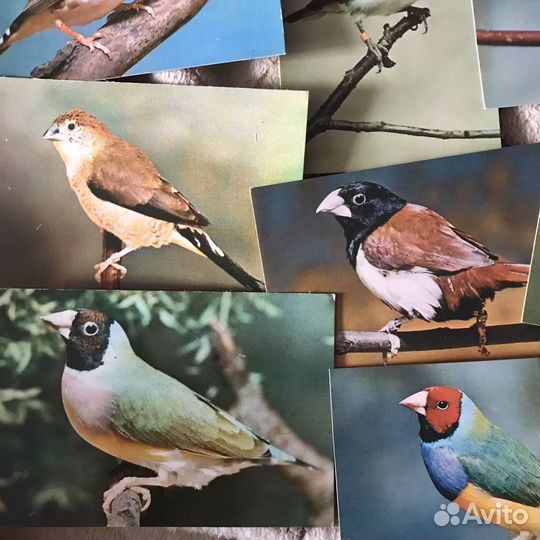 Набор открыток Комнатные птицы, СССР, 1984