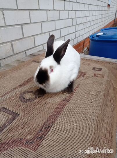 Племенные кролики 