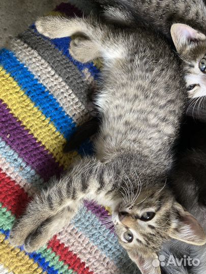 Котята в добрые руки бесплатно