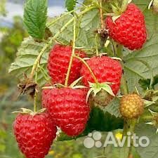 Продам ягоды малину