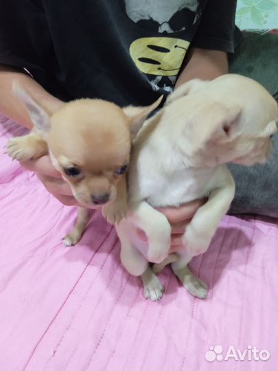 Щенки чихуахуа