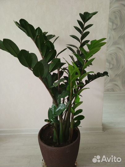 Замиокулькас