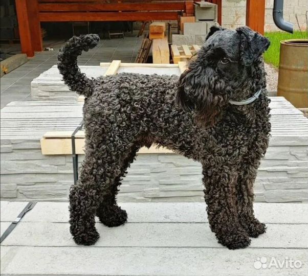 Потерялась собака