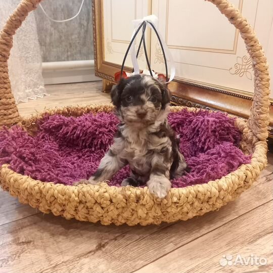 Мальтипу эксклюзивные мерле