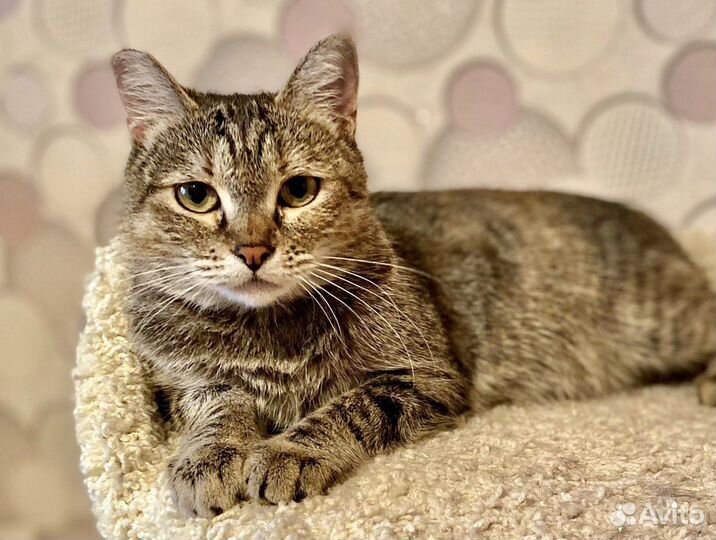 Шанс для Манечки