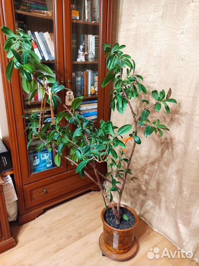 Фикус бенджамина большой