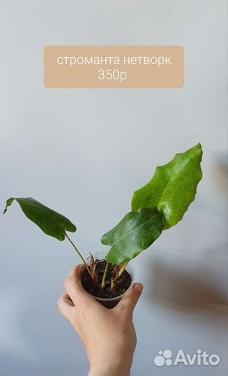 Калатея нетворк