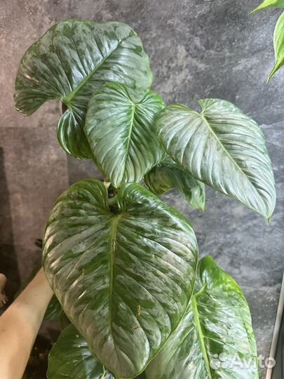 Филодендрон Sodiroi Содирой