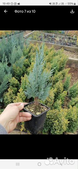 Хвойные растения