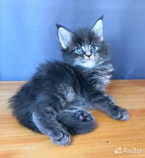Котята мейн-кун
