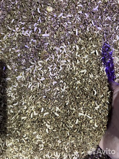 Кормовые насекомые