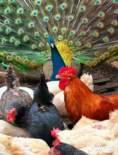 Птичье подворье