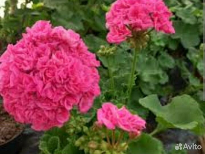 Сортовая пеларгония