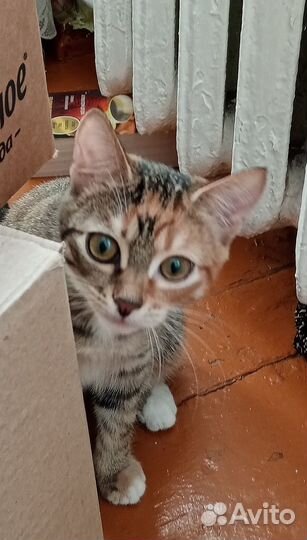 Домашние животные кошки