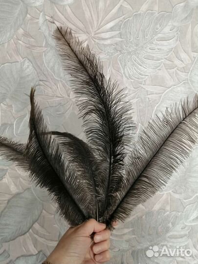 Перья страуса