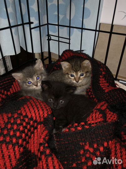 Котята в ответственные руки