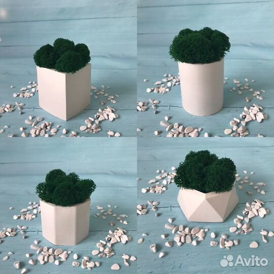 Кашпо со стабилизированным мхом