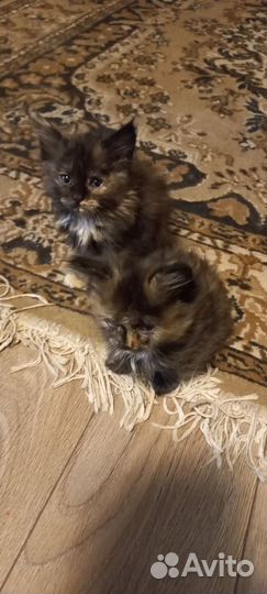 Сибирские котята