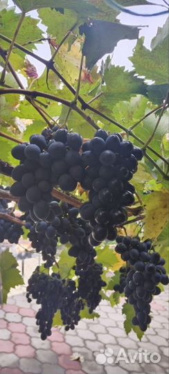 Саженцы винограда