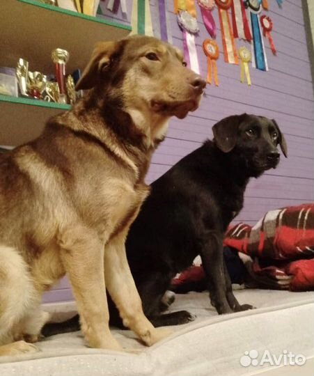 Радость в дом