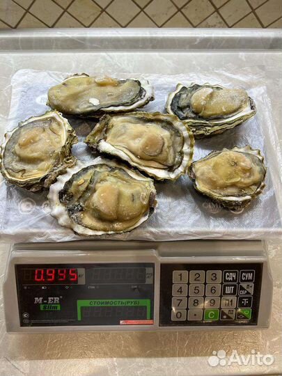 Устрица на створке