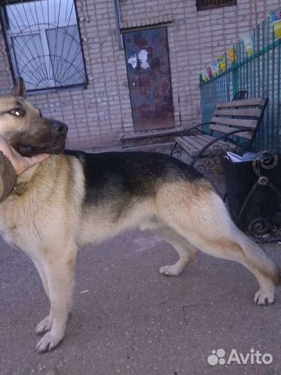 Овчарка (вязка)