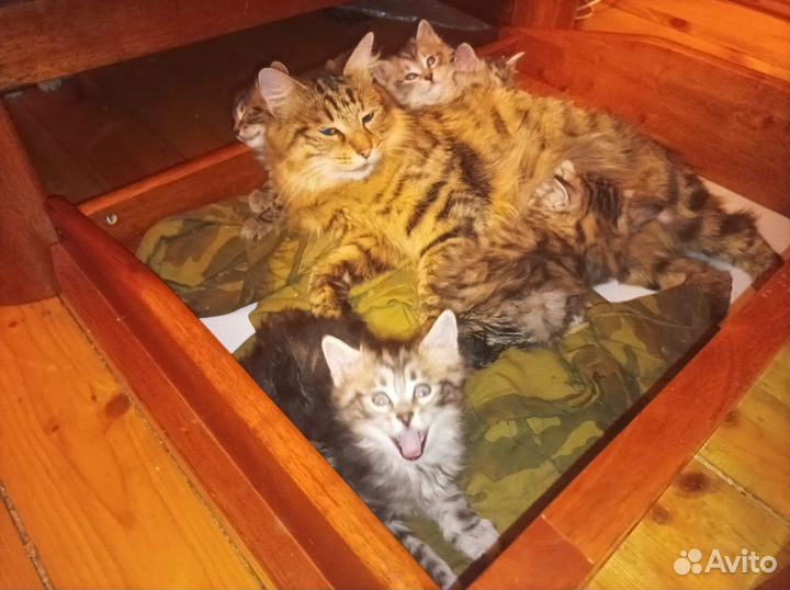 Курильский бобтейл