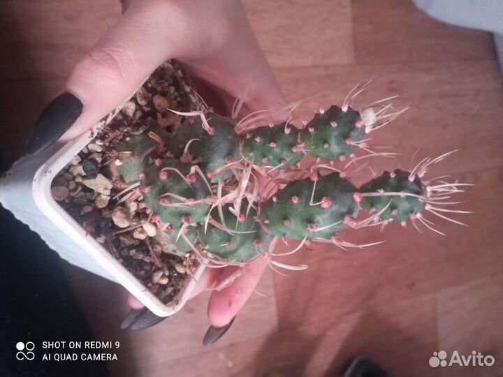 Суккуленты, орбея