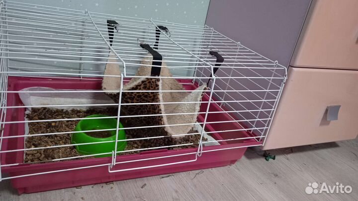 Морская свинка шелти