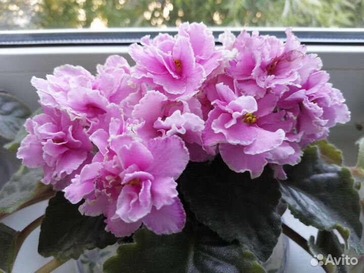 Фиалочки - это улыбки лета