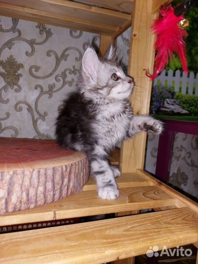 Котята мейн-кун мальчики