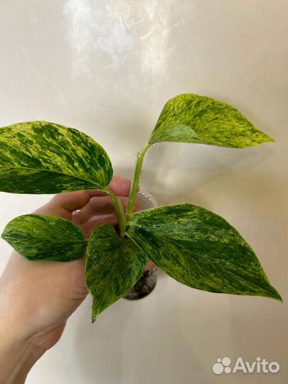 Комнатные растения цветы