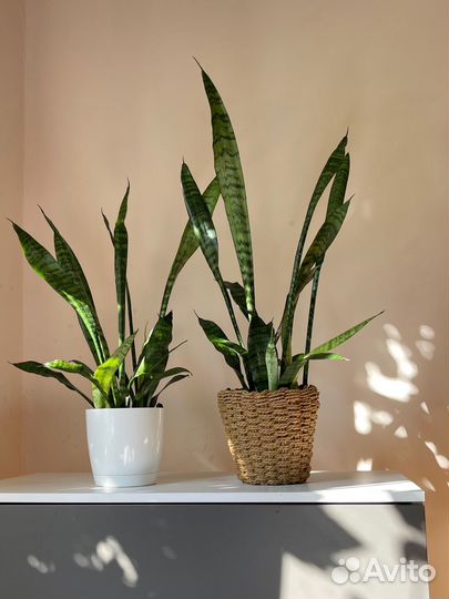 Комнатное растение Сансевиерия в плетенном кашпо