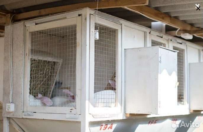 Ферма для кроликов