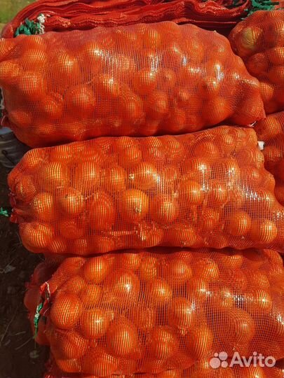 Лук репчатый